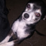 Ollie