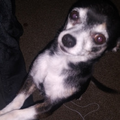 Ollie, a White, Light-grey, Grey, Dark-grey, Black, Light-silver, Silver, Blue, Dark-blue Chihuahua Dog